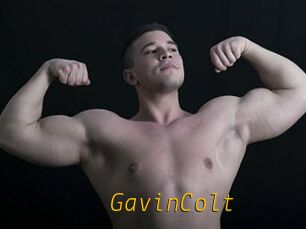 GavinColt