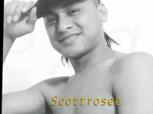 Scottrosee